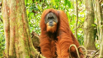 Wilder Orang-Utan im Dschungel