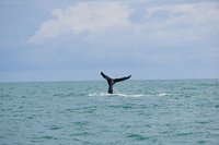 Eine Walflosse ragt aus dem Meer