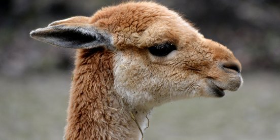 Seitenansicht eines Vikunjas