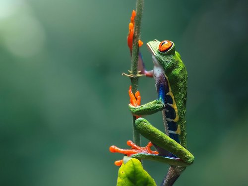 Costa Rica Reisen: Rotaugenlaubfrosch vor grünem Hintergrund