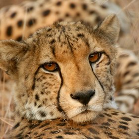 Nahaufnahme des Gesichts eines Geparden