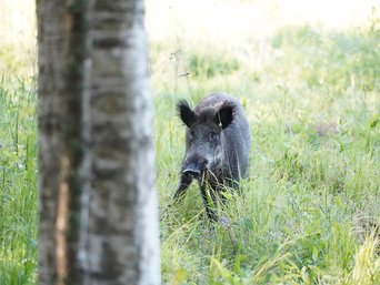 Ein Wildschwein steht frisst Gras