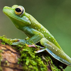Grüner Laubfrosch auf einem Blatt in Costa Rica