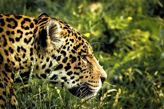 Costa Rica Individualreisen: Jaguar im Dschungel