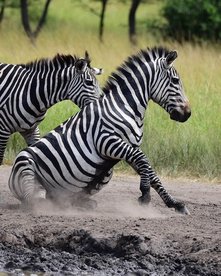 Zwei Steppenzebras im Dreck