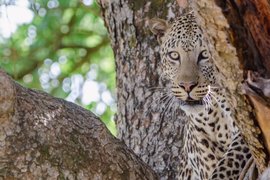 Ein Leopard schaut hinter einem Baum hervor