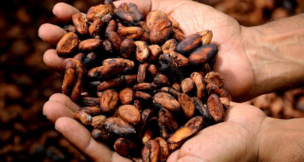 Zwei Hände halten Kakaobohnen