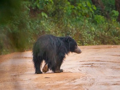 Lippenbär auf Safariweg