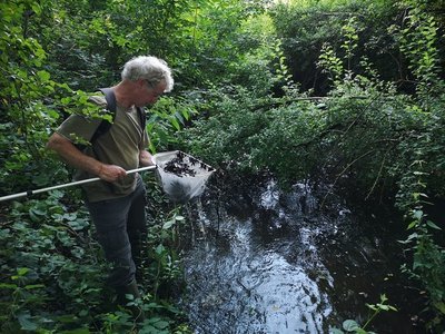 Mann steht am Bach in einem Naturschutzgebiet und sieht in seinen Kescher rein