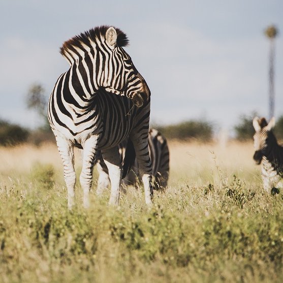 Ein Zebra steht auf einer Lichtung