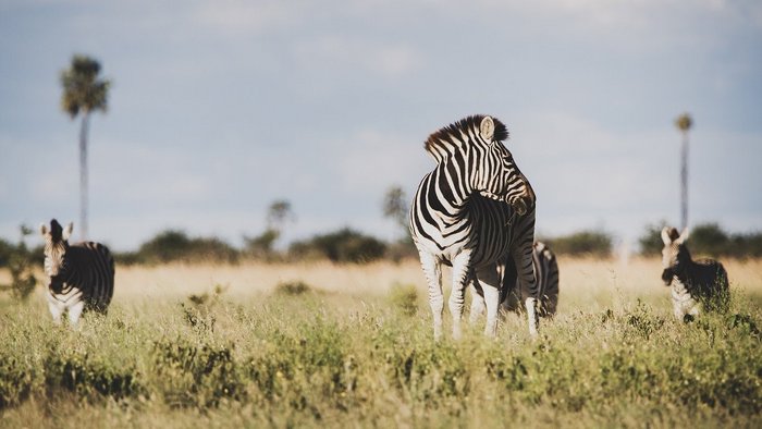 zebra im Makgadigadi-Pans-Nationalpark