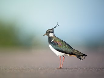 Kiebitz auf einer Straße