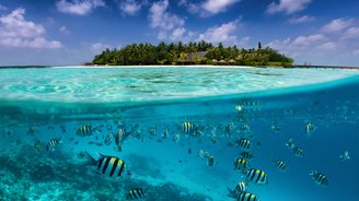 Geteilte Ansicht auf eine tropische Insel mit bunten Fischen im türkisfarbenen Meer, Kokospalmen und tiefblauem Himme