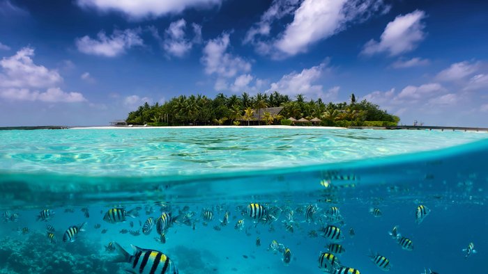 Geteilte Ansicht auf eine tropische Insel mit bunten Fischen im türkisfarbenen Meer, Kokospalmen und tiefblauem Himme