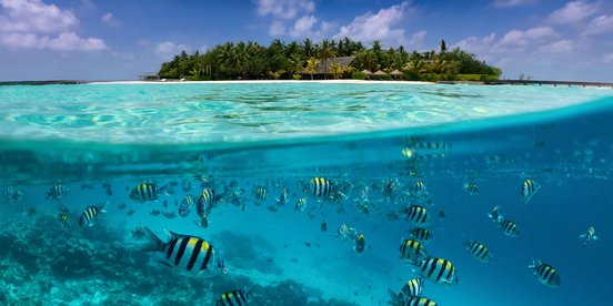 Geteilte Ansicht auf eine tropische Insel mit bunten Fischen im türkisfarbenen Meer, Kokospalmen und tiefblauem Himme