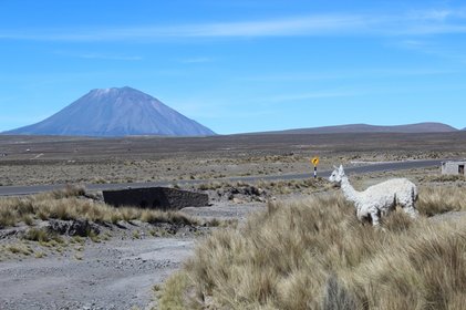 Ein Alpaka läuft vor einem Vulkan