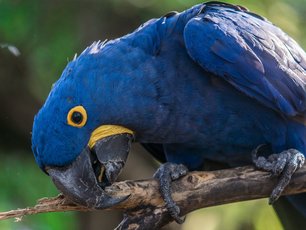 Blauer Hyazinthara auf einem Ast