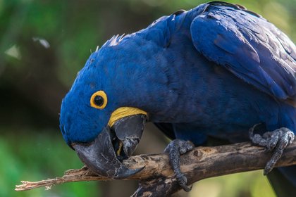 Blauer Hyazinthara auf einem Ast