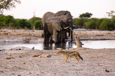 Ein Elefant steht am Wasserloch, vor ihm läuft ein Schakal