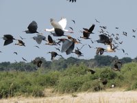 Vogelschwarm in Botswana