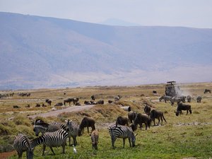 Tiere im Ngorongorokrater