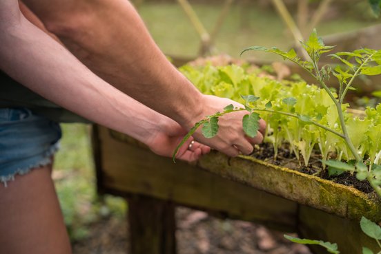 Nahaufnahme von Händen im La Tigra Rainforest Lodge Permakulturgarten