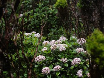 Pinke Blüten umgeben von dunklen Pflanzen