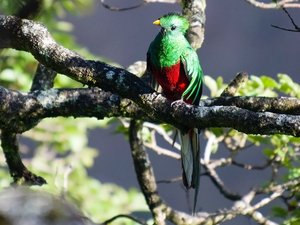 Quetzal im Baum