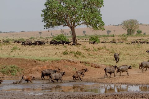 Kaffernbüffel rennen aus Wasserloch im Kidepo Nationalpark