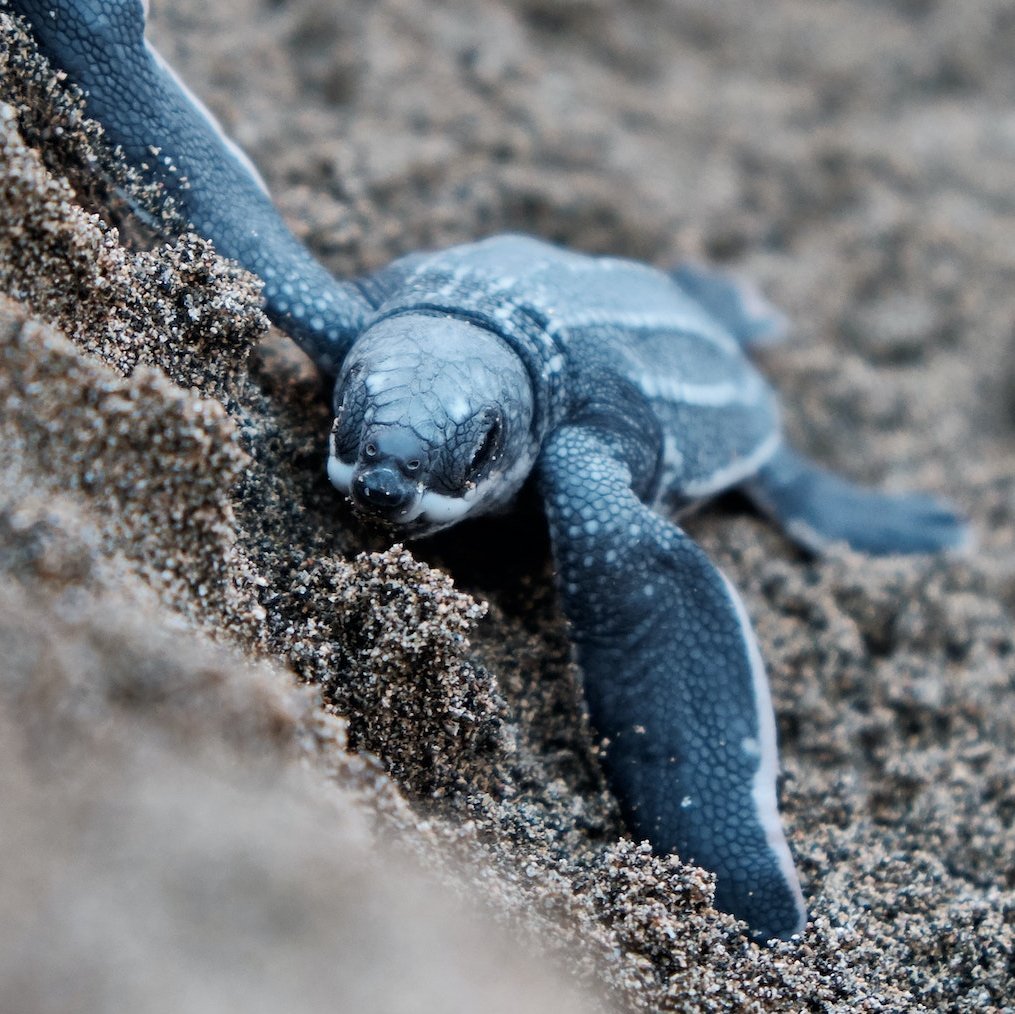 Babyschildkröte auf dem Weg ins Meer