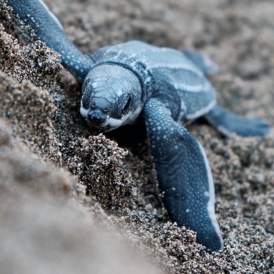 Babyschildkröte auf dem Weg ins Meer
