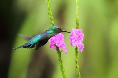 Fliegender Kolibri an einer Blume