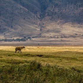 Eine Hyäne im Ngorongoro Krater.