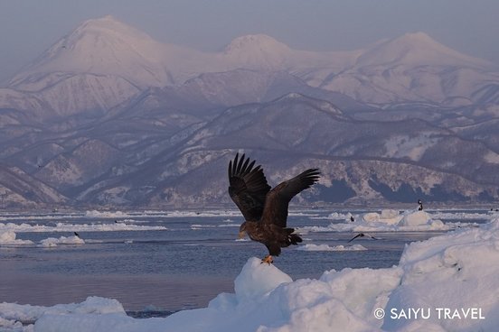 Riesenseeadler im Flug im Packeis im Meer