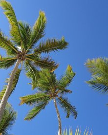 Palmen von unten fotografiert mit blauem Himmel im Hintergrund