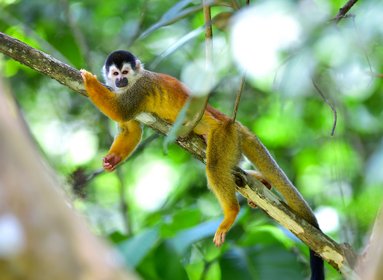 Costa Rica Totenkopfäffchen Totenkopfäffchen auf einem Ast