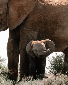 Elefantenmutter mit ihrem Baby