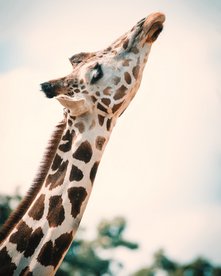 Giraffe reckt ihren langen Hals