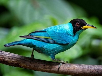 Tuerkisnachvogel aus Costa Rica