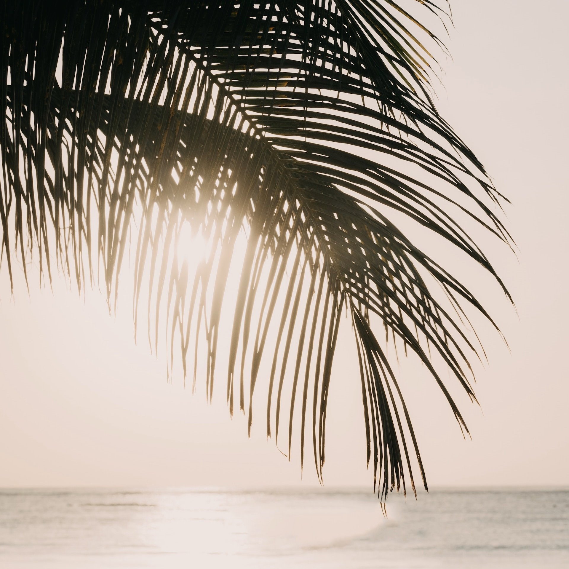 Palmwedel im Hintergrund das Meer