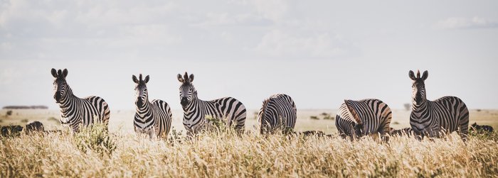 Zebras stehen im hohen Gras in einer Reihe
