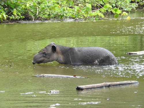 Tapir in einem Fluss im Corocovado in Costa Rica