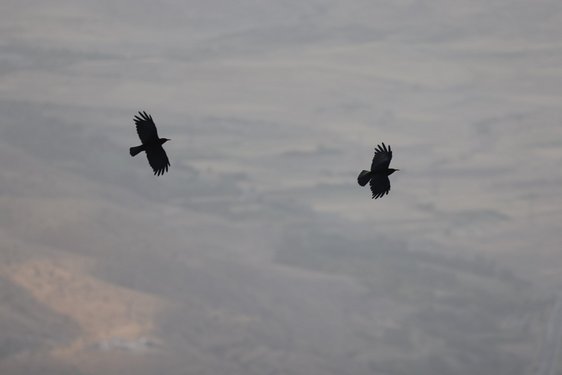 Fliegende Alpenkrähen