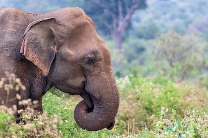 Elafant im Regenwald