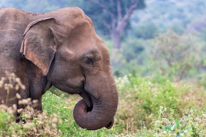 Sri Lanka Elafant Elafant im Regenwald