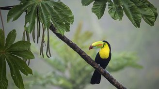 Schwarz-gelber Vogel mit buntem Schnabel (Fischertukan) auf einem Ast