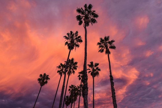 Palmen bei Sonnenuntergang, schöner Himmel
