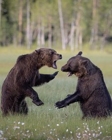 Zwei Braunbären bei einem Kampf