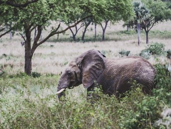 Ein Elefant streift durch die Savanne.