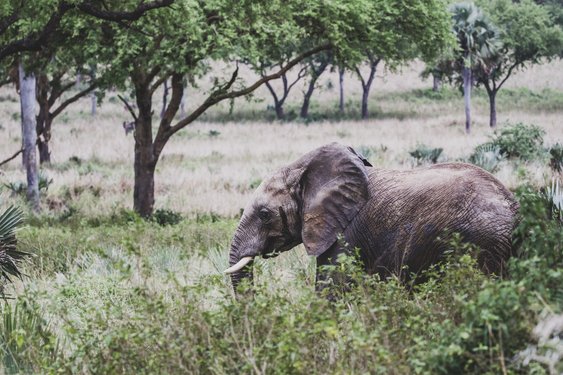 Ein Elefant streift durch die Savanne.